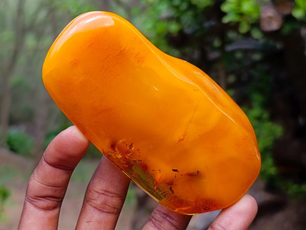 Polished Large Fossil Amber Specimen with Plant Inclusions x 1 From Poland