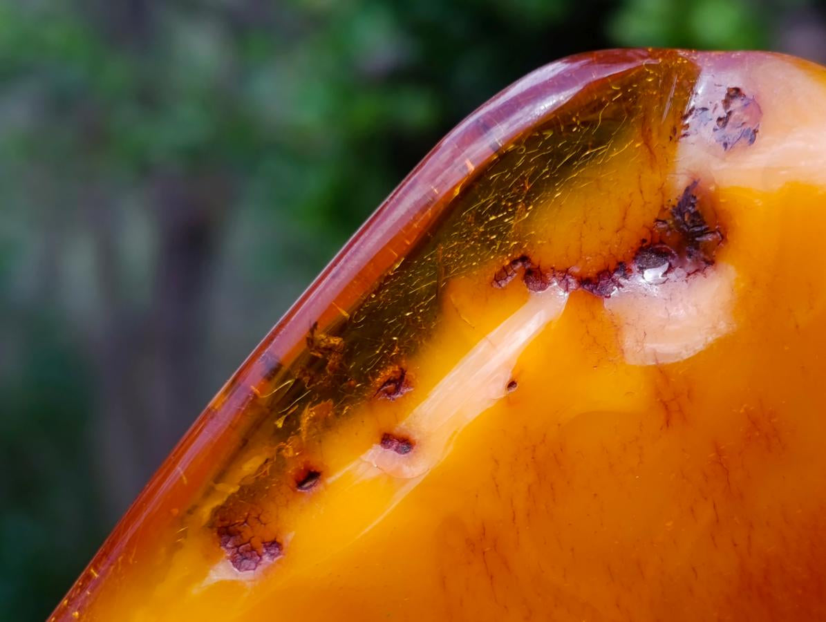 Polished Large Fossil Amber Specimen with Plant Inclusions x 1 From Poland