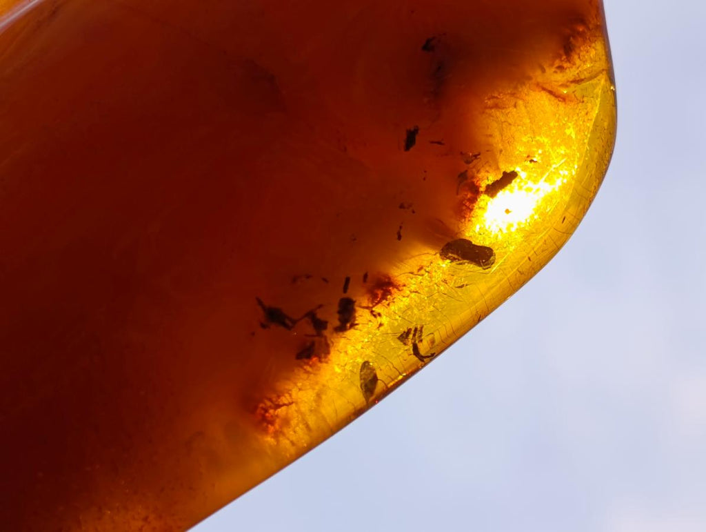 Polished Large Fossil Amber Specimen with Plant Inclusions x 1 From Poland