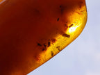 Polished Large Fossil Amber Specimen with Plant Inclusions x 1 From Poland