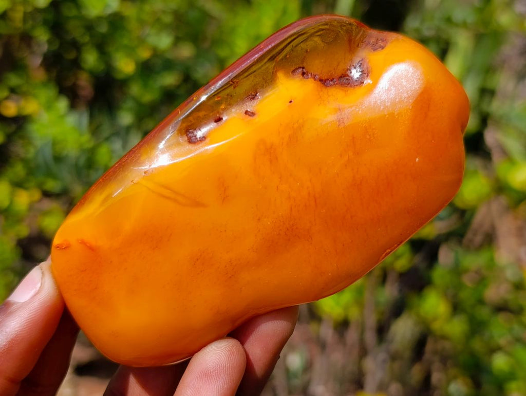 Polished Large Fossil Amber Specimen with Plant Inclusions x 1 From Poland