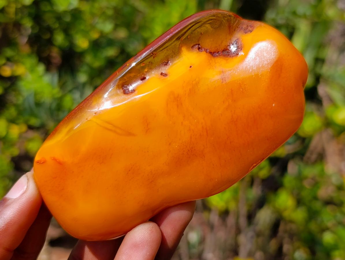 Polished Large Fossil Amber Specimen with Plant Inclusions x 1 From Poland