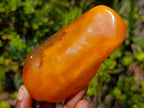 Polished Large Fossil Amber Specimen with Plant Inclusions x 1 From Poland