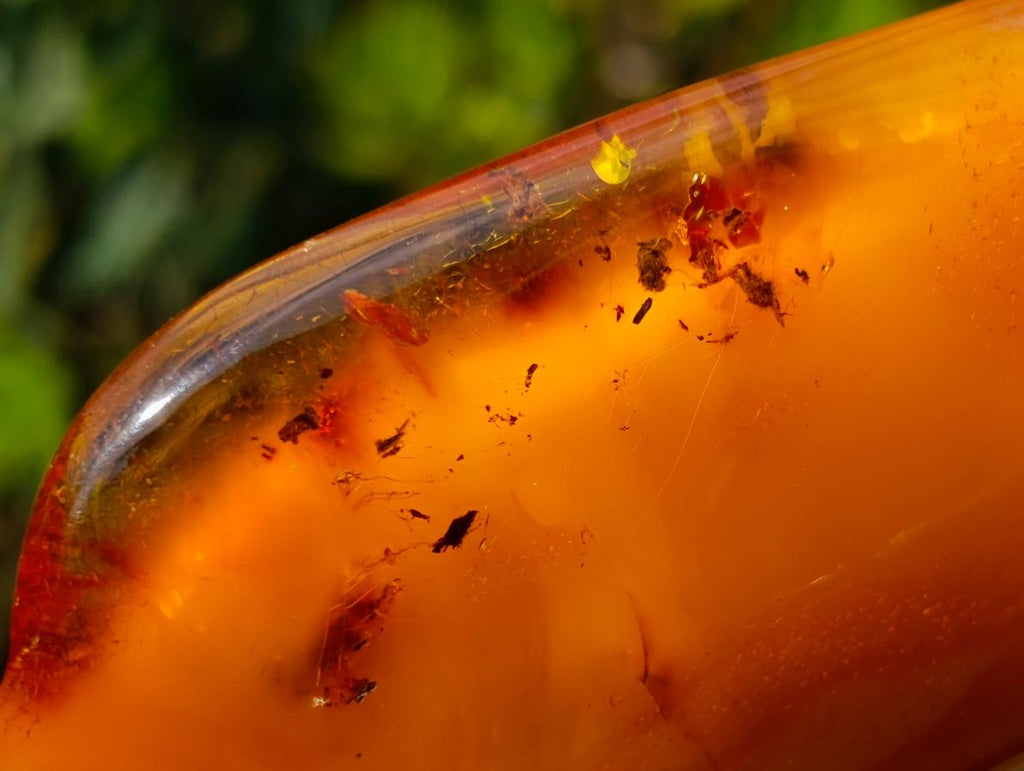 Polished Large Fossil Amber Specimen with Plant Inclusions x 1 From Poland