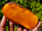 Polished Large Fossil Amber Specimen with Plant Inclusions x 1 From Poland