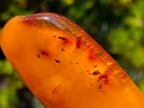 Polished Large Fossil Amber Specimen with Plant Inclusions x 1 From Poland