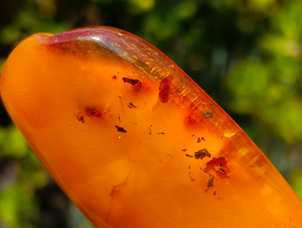 Polished Large Fossil Amber Specimen with Plant Inclusions x 1 From Poland