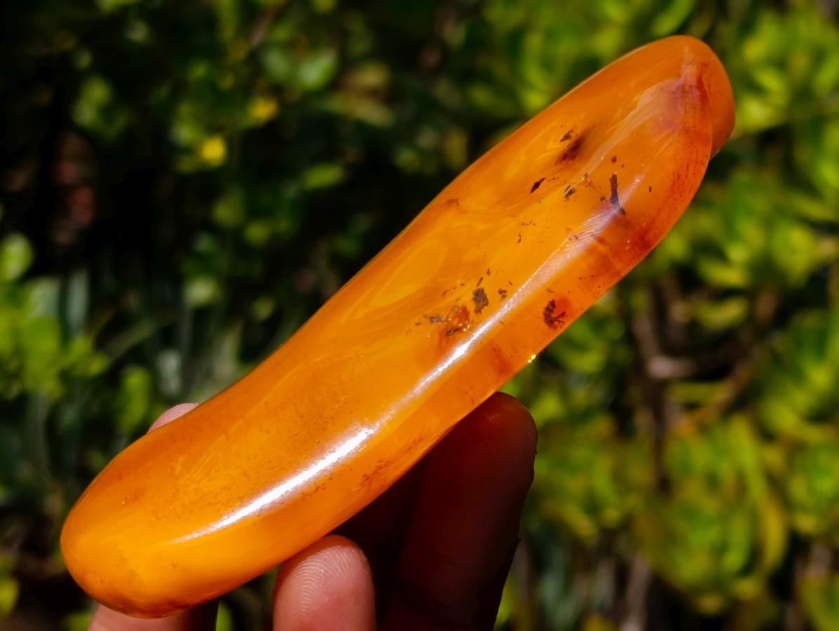 Polished Large Fossil Amber Specimen with Plant Inclusions x 1 From Poland
