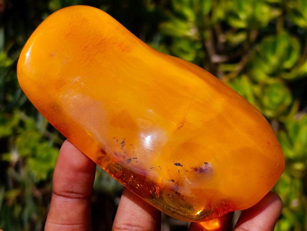 Polished Large Fossil Amber Specimen with Plant Inclusions x 1 From Poland