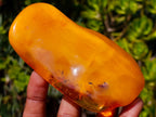 Polished Large Fossil Amber Specimen with Plant Inclusions x 1 From Poland