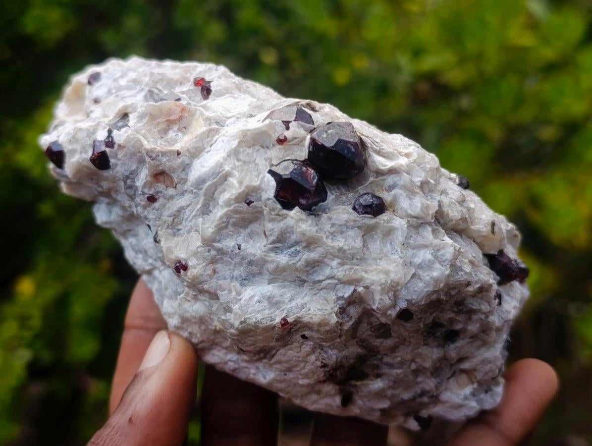 Natural Pyrope Garnet Rhombic Dodecahedron Crystals in White Feldspar Quartz Schist x 1 From Karibib, Namibia