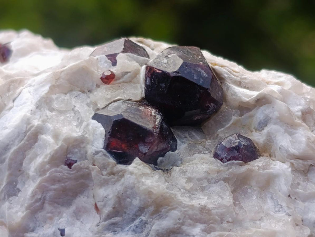 Natural Pyrope Garnet Rhombic Dodecahedron Crystals in White Feldspar Quartz Schist x 1 From Karibib, Namibia