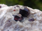 Natural Pyrope Garnet Rhombic Dodecahedron Crystals in White Feldspar Quartz Schist x 1 From Karibib, Namibia
