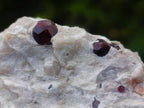 Natural Pyrope Garnet Rhombic Dodecahedron Crystals in White Feldspar Quartz Schist x 1 From Karibib, Namibia