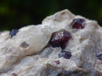 Natural Pyrope Garnet Rhombic Dodecahedron Crystals in White Feldspar Quartz Schist x 1 From Karibib, Namibia