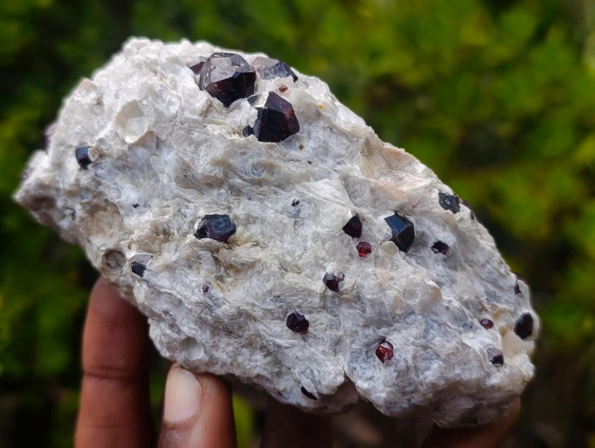Natural Pyrope Garnet Rhombic Dodecahedron Crystals in White Feldspar Quartz Schist x 1 From Karibib, Namibia