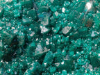 Natural Superb Museum Quality Tantara Mine Dioptase Specimen x 1 From Tantara Mine, Congo
