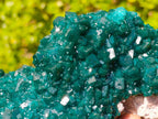 Natural Superb Museum Quality Tantara Mine Dioptase Specimen x 1 From Tantara Mine, Congo