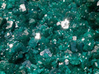Natural Superb Museum Quality Tantara Mine Dioptase Specimen x 1 From Tantara Mine, Congo