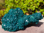 Natural Superb Museum Quality Tantara Mine Dioptase Specimen x 1 From Tantara Mine, Congo