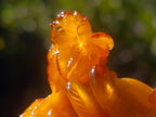 Polished Fossil Amber Carved Sleeping Princess on a Hardwood Base x 1 From Poland