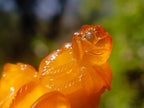 Polished Fossil Amber Carved Sleeping Princess on a Hardwood Base x 1 From Poland