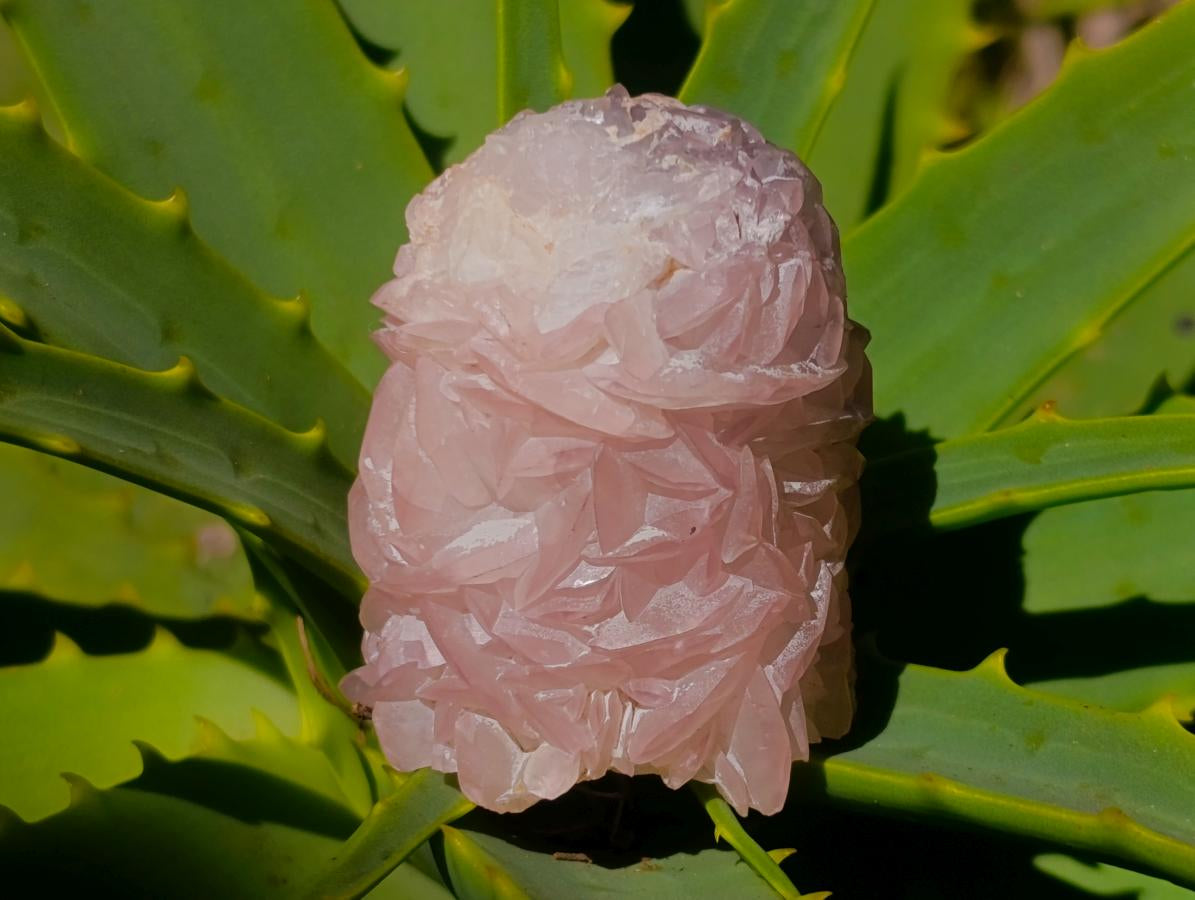 Natural Rare Pink Smithsonite Stalagmite Specimen x 1 From Tsumeb, Namibia