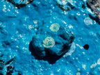 Natural High Gloss Rare Silica Chrysocolla Cabinet Specimen x 1 From Kulukuluku, Congo