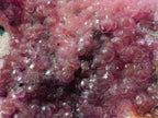 Natural Large Bright Pink Botryoidal Rhombohedral Spherocobaltite Specimen x 1 From Mashamba West Mine, Congo