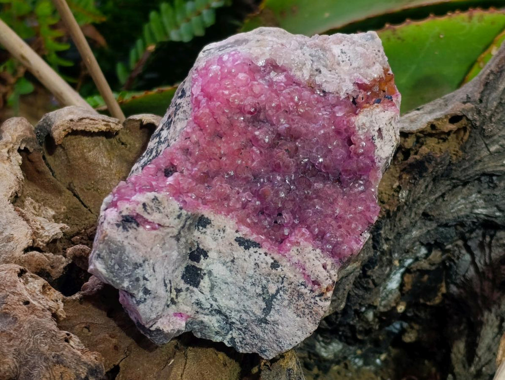 Natural Large Bright Pink Botryoidal Rhombohedral Spherocobaltite Specimen x 1 From Mashamba West Mine, Congo