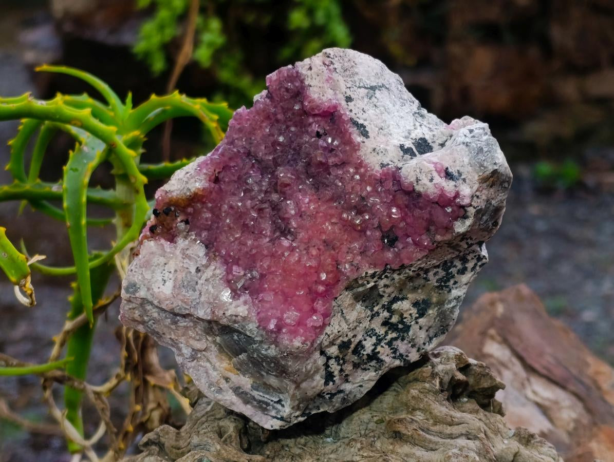 Natural Large Bright Pink Botryoidal Rhombohedral Spherocobaltite Specimen x 1 From Mashamba West Mine, Congo