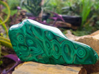 Polished Zig Zag "Eye" Ring Patterned Malachite Free Form x 1 From Kolwezi, Congo