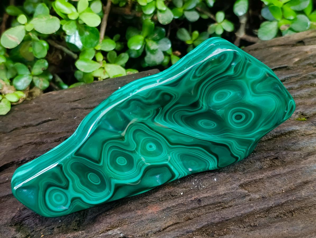 Polished Zig Zag "Eye" Ring Patterned Malachite Free Form x 1 From Kolwezi, Congo
