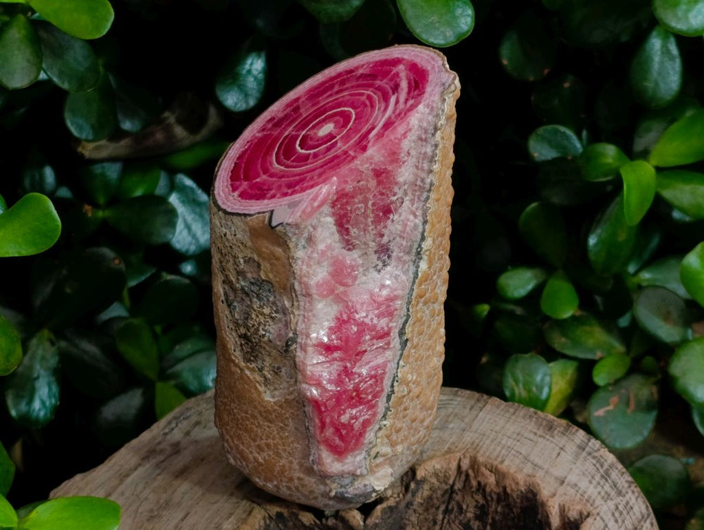 Polished Super Rare Large Argentinian Rhodochrosite Stalagmite Specimen x 1 From Capillitas Mine, Argentina