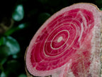Polished Super Rare Large Argentinian Rhodochrosite Stalagmite Specimen x 1 From Capillitas Mine, Argentina