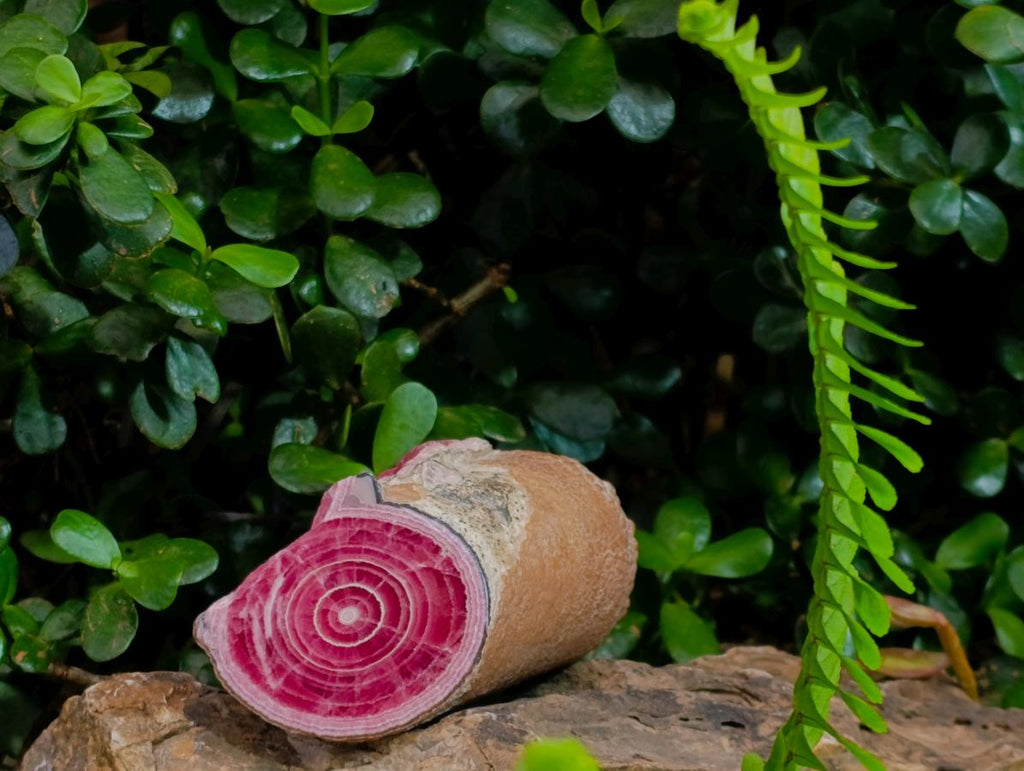 Polished Super Rare Large Argentinian Rhodochrosite Stalagmite Specimen x 1 From Capillitas Mine, Argentina