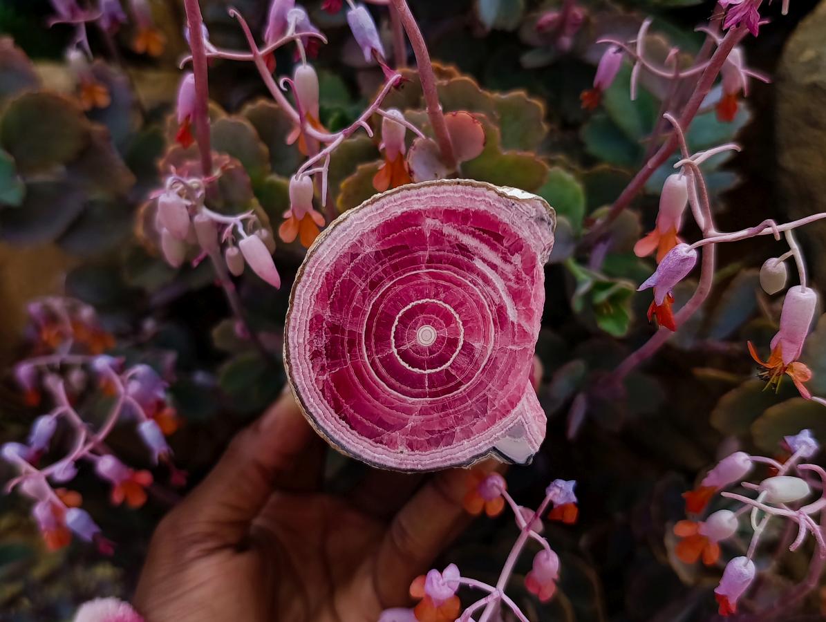 Polished Super Rare Large Argentinian Rhodochrosite Stalagmite Specimen x 1 From Capillitas Mine, Argentina