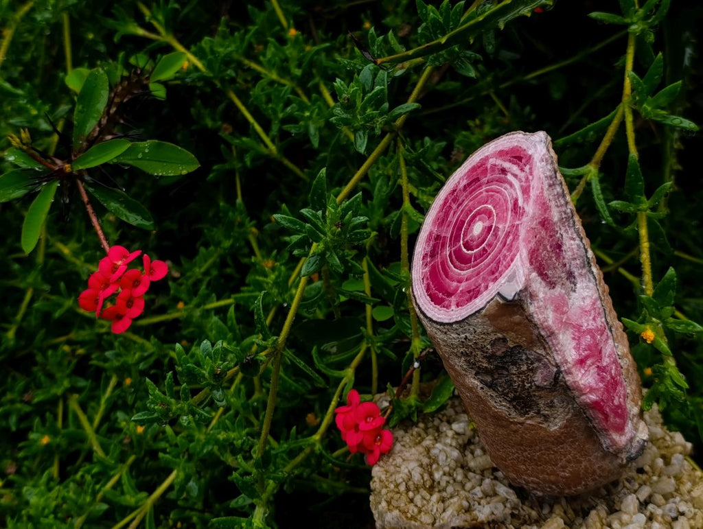 Polished Super Rare Large Argentinian Rhodochrosite Stalagmite Specimen x 1 From Capillitas Mine, Argentina