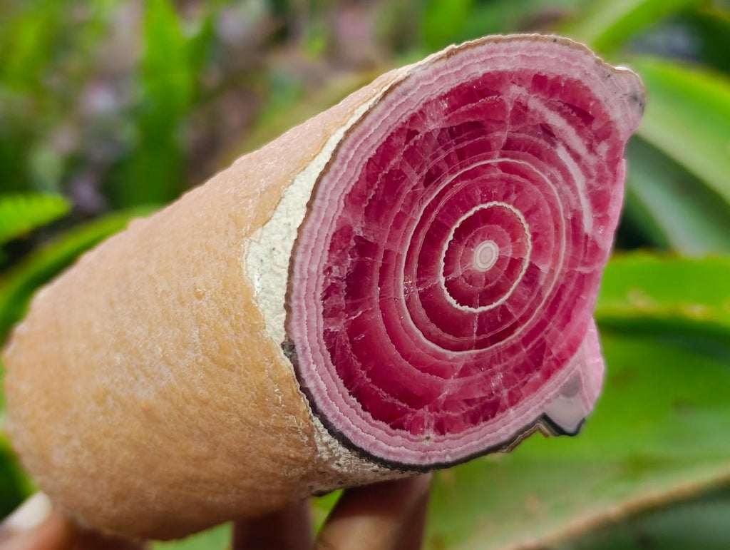 Polished Super Rare Large Argentinian Rhodochrosite Stalagmite Specimen x 1 From Capillitas Mine, Argentina