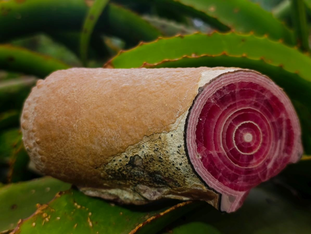 Polished Super Rare Large Argentinian Rhodochrosite Stalagmite Specimen x 1 From Capillitas Mine, Argentina