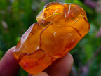 Hand Made Fossil Amber Sleeping Girl Curled in a Flower Carving on a Hardwood Base x 1 From Poland