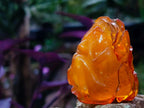 Hand Made Fossil Amber Sleeping Girl Curled in a Flower Carving on a Hardwood Base x 1 From Poland