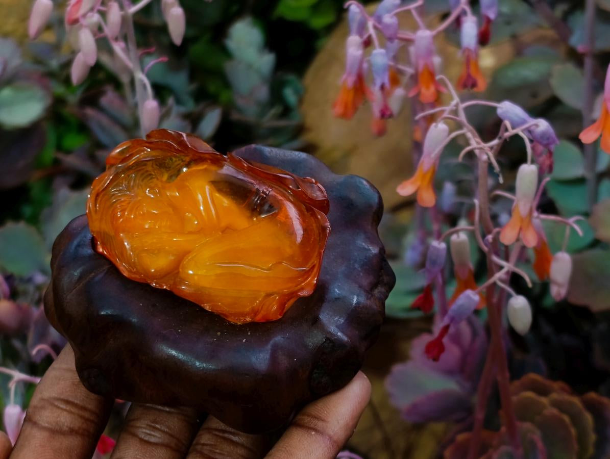 Hand Made Fossil Amber Sleeping Girl Curled in a Flower Carving on a Hardwood Base x 1 From Poland