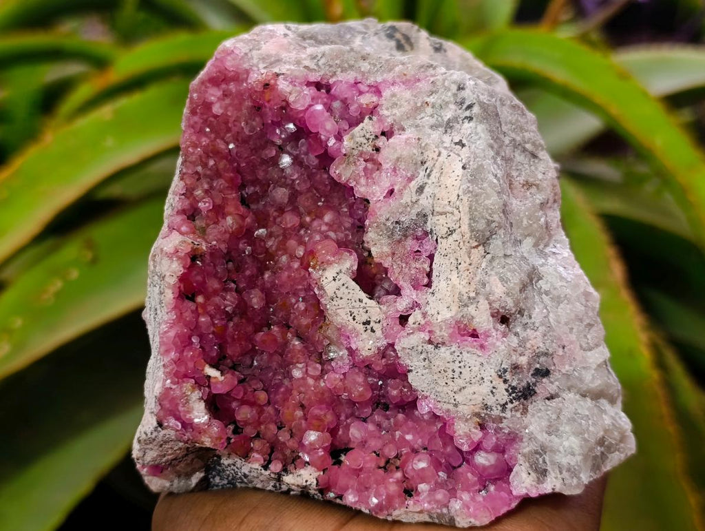Natural Large Hot Pink Botryoidal Rhombohedral Spherocobaltite Specimen x 1 From Mashamba West Mine, Congo