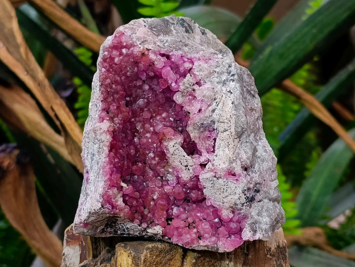 Natural Large Hot Pink Botryoidal Rhombohedral Spherocobaltite Specimen x 1 From Mashamba West Mine, Congo