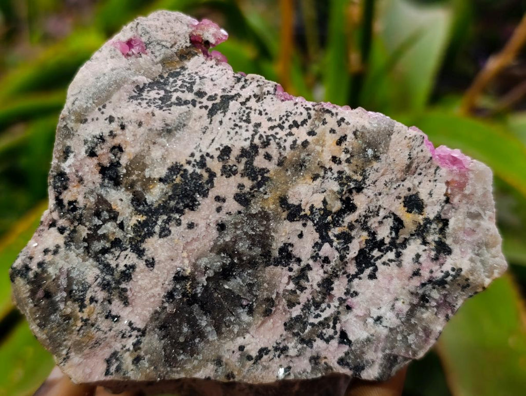 Natural Large Hot Pink Botryoidal Rhombohedral Spherocobaltite Specimen x 1 From Mashamba West Mine, Congo