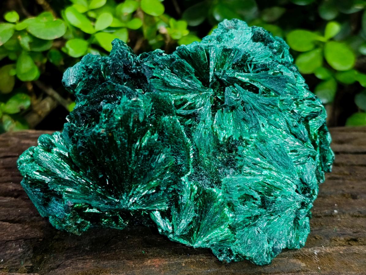 Natural Large Silky Rosette Malachite Classic Specimen x 1 From Kambove Copper Mine, Congo
