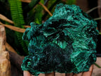 Natural Large Silky Rosette Malachite Classic Specimen x 1 From Kambove Copper Mine, Congo