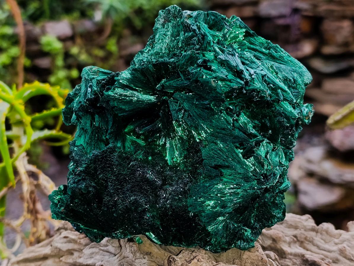 Natural Large Silky Rosette Malachite Classic Specimen x 1 From Kambove Copper Mine, Congo