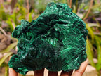 Natural Large Silky Rosette Malachite Classic Specimen x 1 From Kambove Copper Mine, Congo